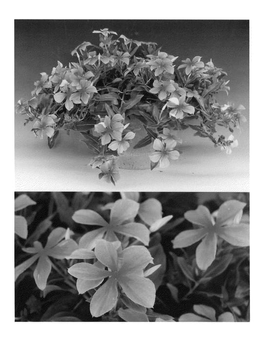 Figure 1 of US plant patent PP20523, the photograph of Sunnichipink printed in the patent.