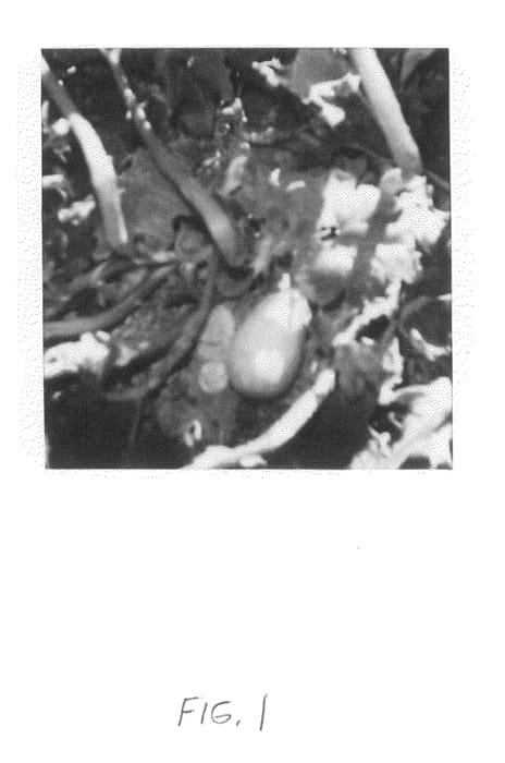 Figure 1 of US plant patent PP20524, the photograph of Anytime Squash printed in the patent.