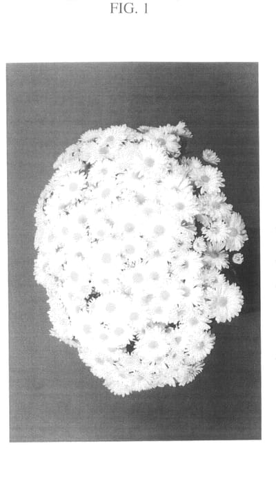 Figure 1 of US plant patent PP20525, the photograph of Zanmuspar printed in the patent.