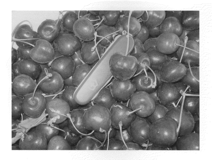 Figure 1 of US plant patent PP20526, the photograph of PC8007-2 printed in the patent.