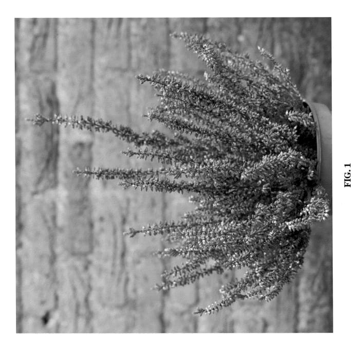 Figure 1 of US plant patent PP20527, the photograph of Nr 5163 printed in the patent.