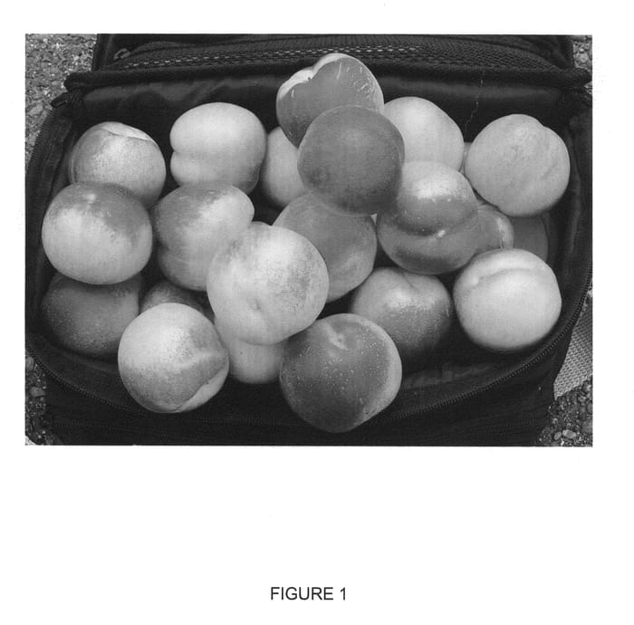 Figure 1 of US plant patent PP20528, the photograph of Hortarine1 printed in the patent.