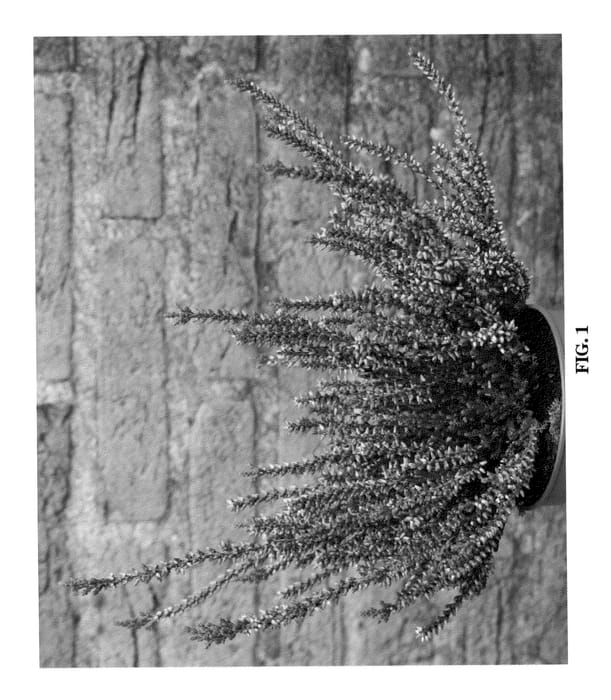 Figure 1 of US plant patent PP20529, the photograph of Nr 5157 printed in the patent.