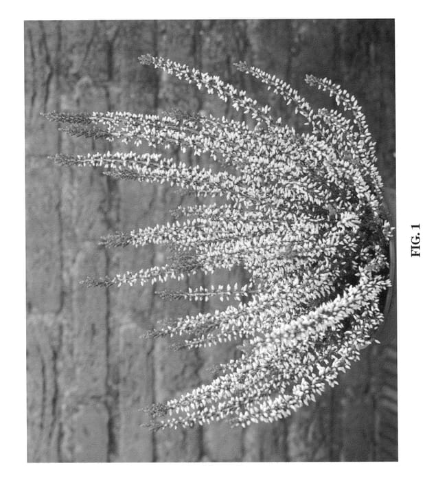 Figure 1 of US plant patent PP20530, the photograph of Nr 580 printed in the patent.