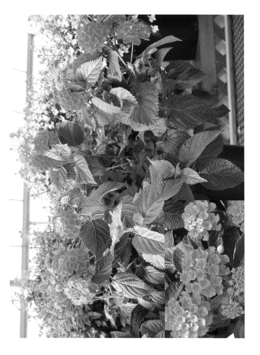 Figure 1 of US plant patent PP20531, the photograph of Bant Reda09 printed in the patent.