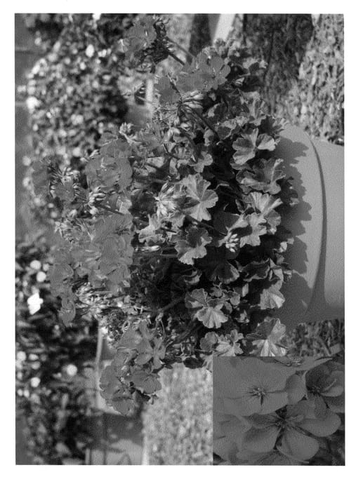 Figure 1 of US plant patent PP20532, the photograph of Clip Velred printed in the patent.