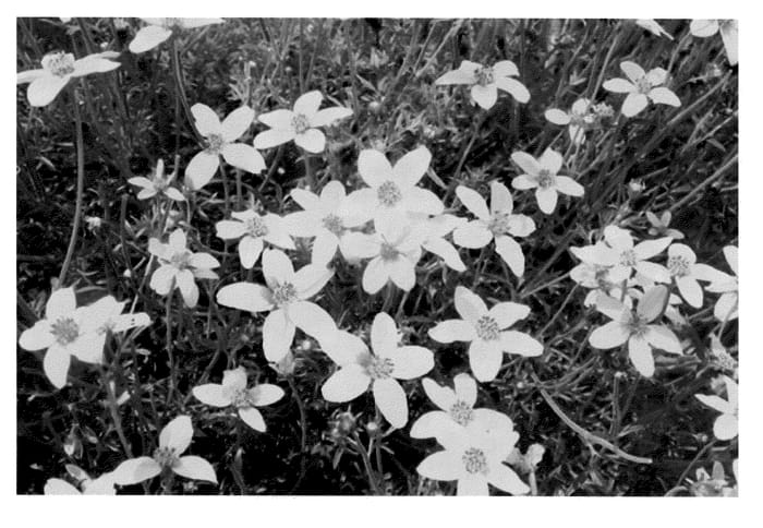 Figure 1 of US plant patent PP20533, the photograph of KLEBF07003 printed in the patent.