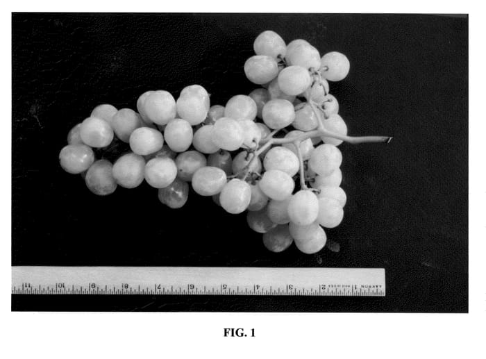 Figure 1 of US plant patent PP20534, the photograph of 95-133 printed in the patent.