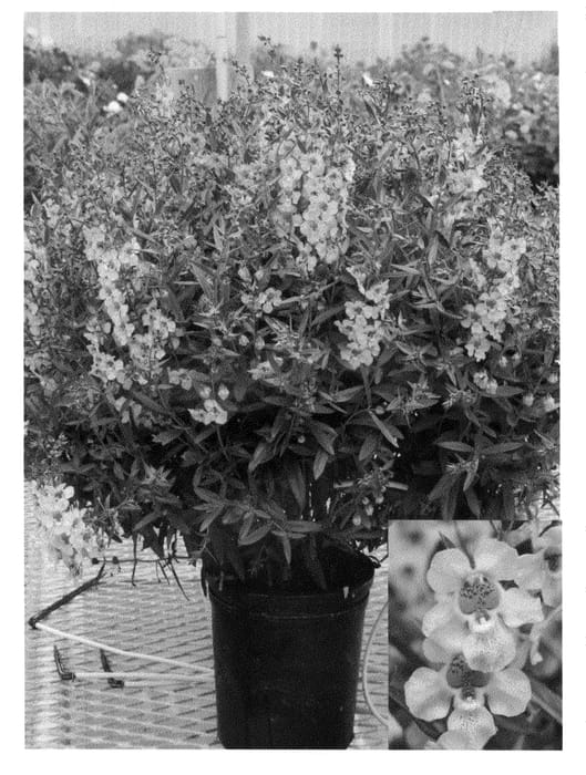 Figure 1 of US plant patent PP20535, the photograph of Car Pink09 printed in the patent.