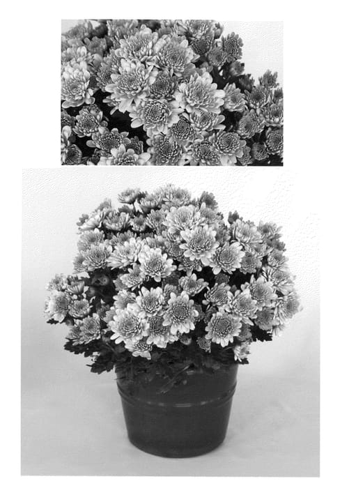 Figure 1 of US plant patent PP20536, the photograph of Dark Yochatham printed in the patent.