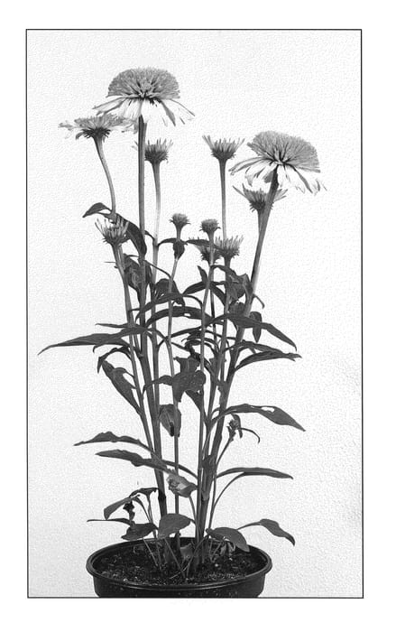 Figure 1 of US plant patent PP20537, the photograph of Meringue printed in the patent.