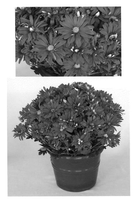 Figure 1 of US plant patent PP20538, the photograph of Red Yosonoma printed in the patent.