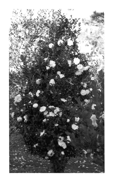 Figure 1 of US plant patent PP20539, the photograph of Green 99-006 printed in the patent.
