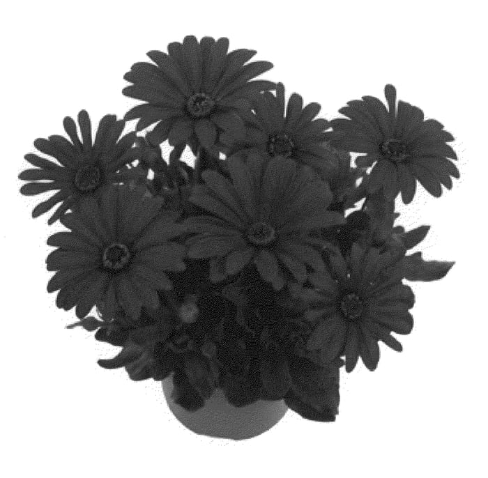 Figure 1 of US plant patent PP20540, the photograph of Fidostpur printed in the patent.