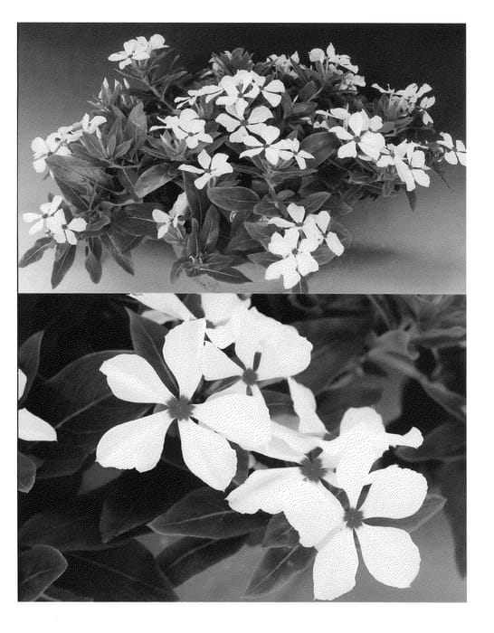 Figure 1 of US plant patent PP20541, the photograph of Sunnichihoho printed in the patent.