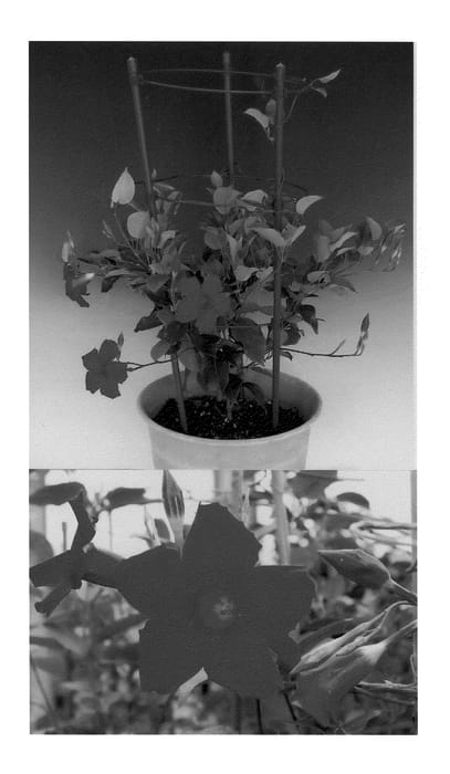Figure 1 of US plant patent PP20542, the photograph of Sunpararenga printed in the patent.