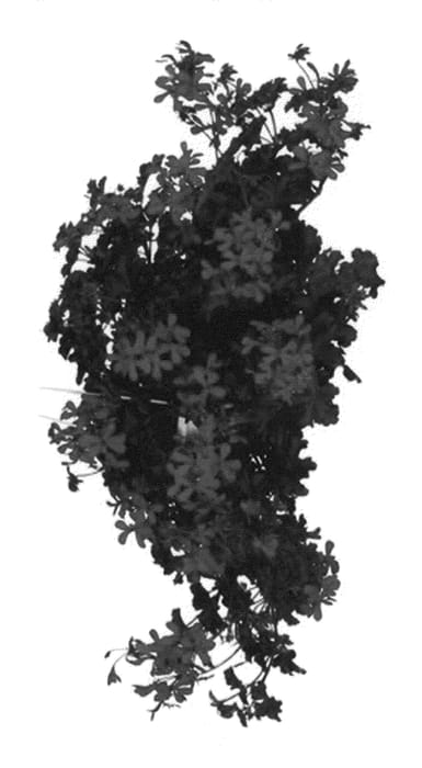 Figure 1 of US plant patent PP20543, the photograph of Figradol Red printed in the patent.