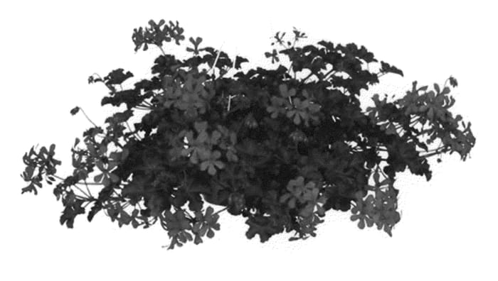 Figure 1 of US plant patent PP20544, the photograph of Figradol Purple printed in the patent.
