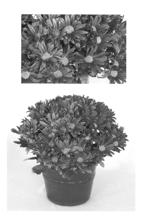 Figure 1 of US plant patent PP20545, the photograph of Yoessex printed in the patent.
