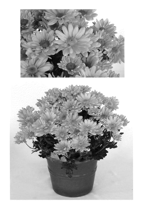 Figure 1 of US plant patent PP20546, the photograph of Yopueblo printed in the patent.