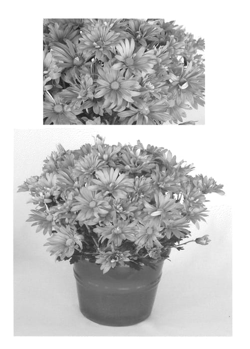 Figure 1 of US plant patent PP20547, the photograph of Pink Yosonoma printed in the patent.