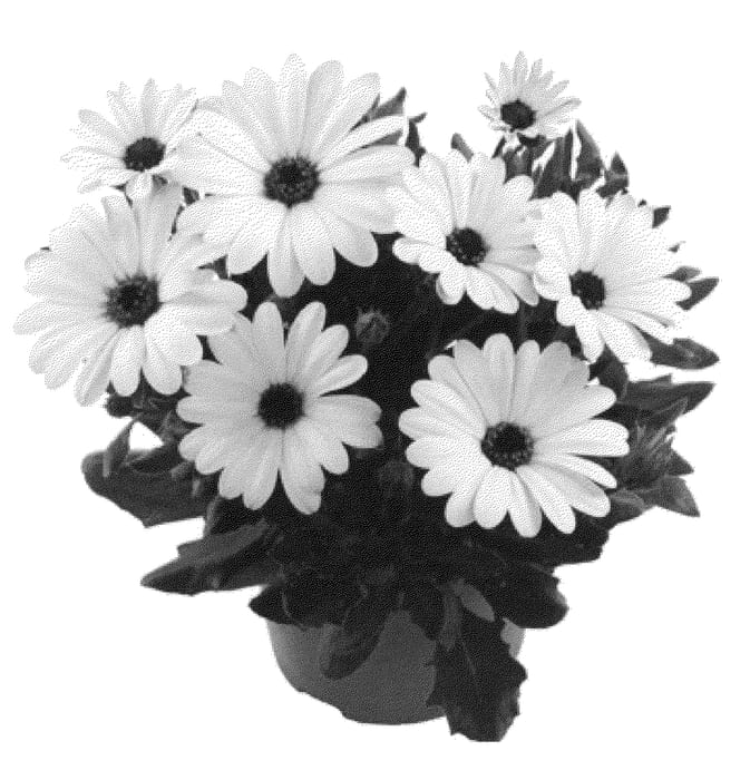 Figure 1 of US plant patent PP20548, the photograph of Fidostwhi printed in the patent.