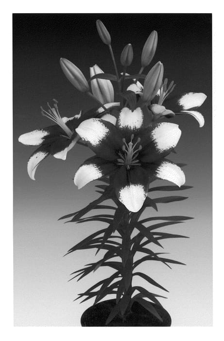 Figure 1 of US plant patent PP20549, the photograph of Tiny Padhye printed in the patent.