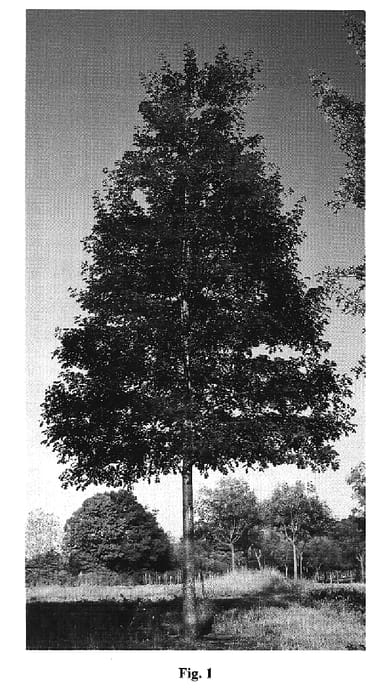 Figure 1 of US plant patent PP20550, the photograph of QNMTF printed in the patent.