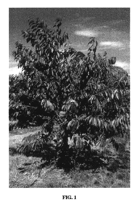 Figure 1 of US plant patent PP20551, the photograph of 13S2009 printed in the patent.