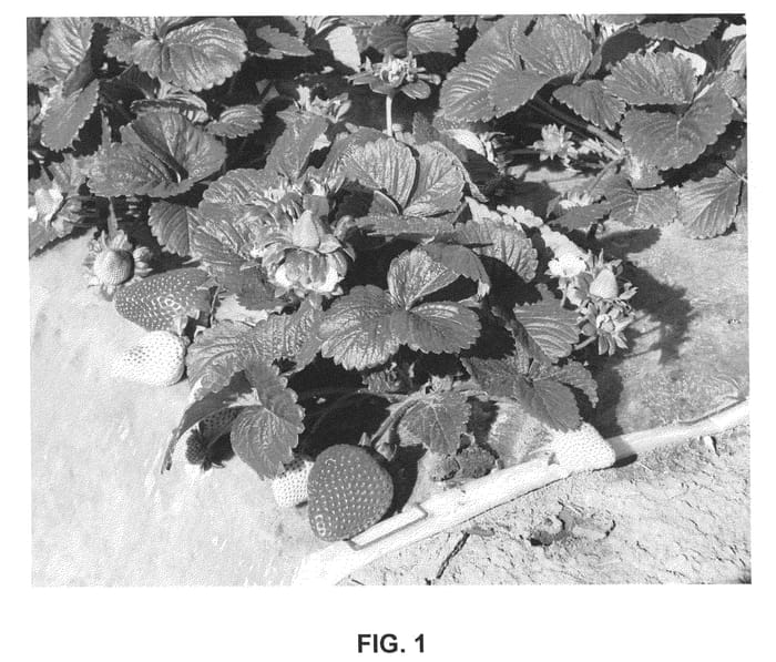 Figure 1 of US plant patent PP20552, the photograph of Portola printed in the patent.