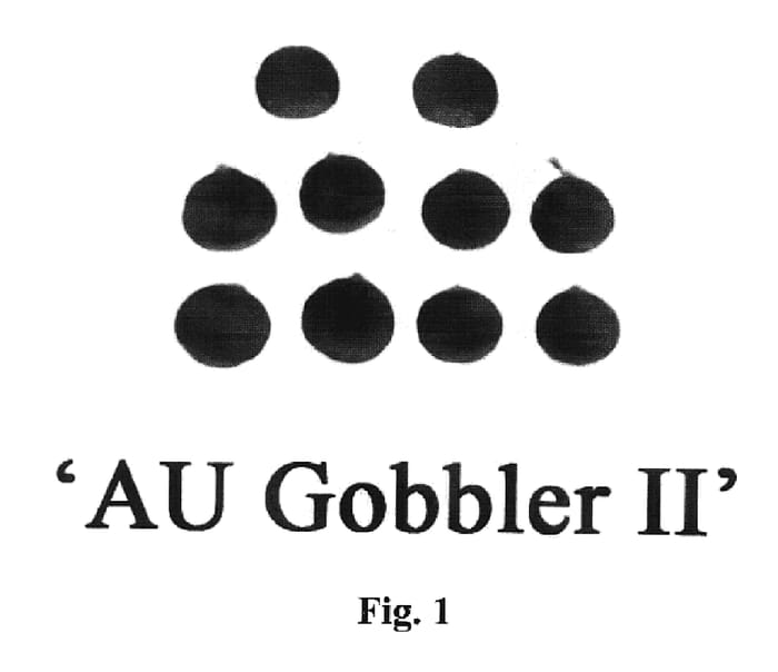 Figure 1 of US plant patent PP20553, the photograph of Au Gobbler II printed in the patent.
