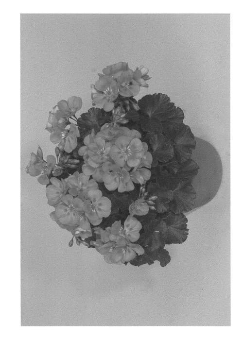 Figure 1 of US plant patent PP20554, the photograph of Fisdelav printed in the patent.