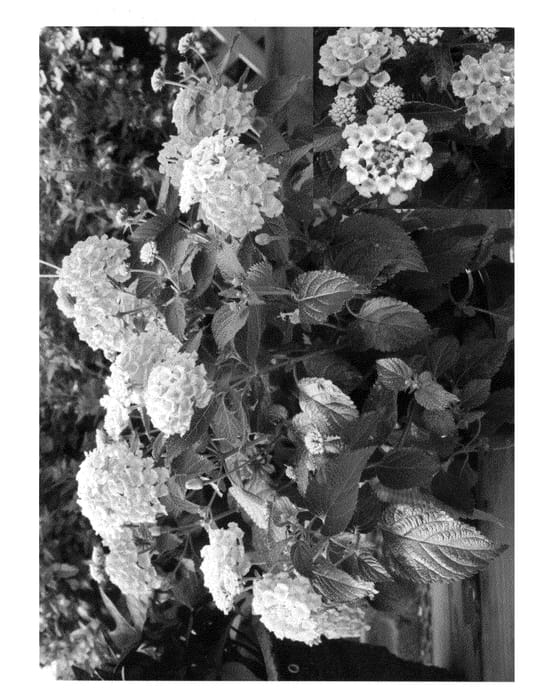 Figure 1 of US plant patent PP20555, the photograph of Bant Pin09 printed in the patent.