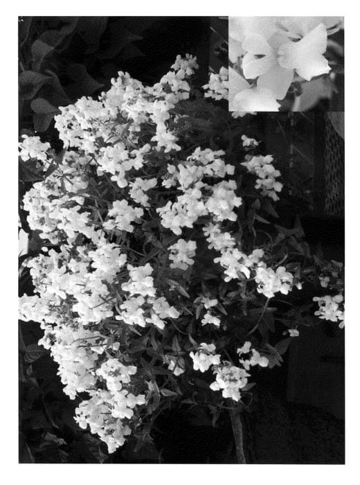 Figure 1 of US plant patent PP20556, the photograph of Cnem Whit printed in the patent.