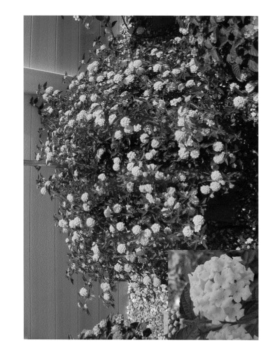 Figure 1 of US plant patent PP20557, the photograph of Bant Tragol printed in the patent.