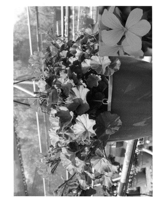 Figure 1 of US plant patent PP20558, the photograph of Cante Hocora printed in the patent.