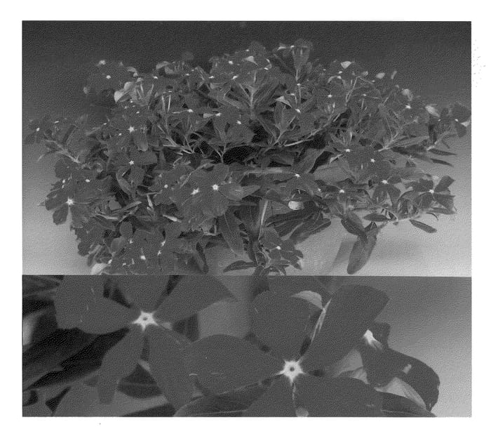 Figure 1 of US plant patent PP20559, the photograph of Sunnichiroro printed in the patent.