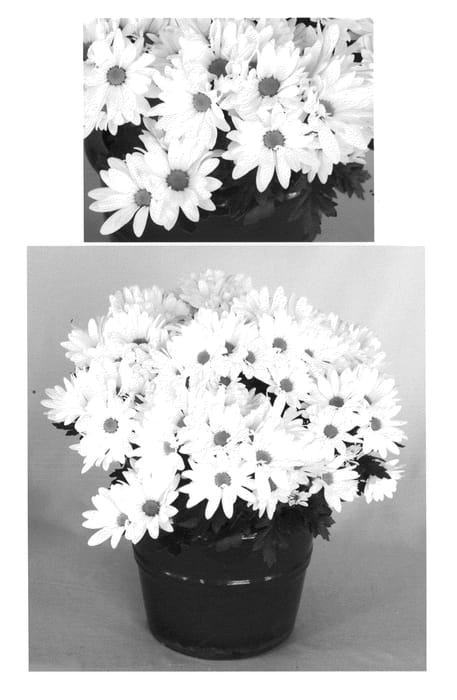 Figure 1 of US plant patent PP20560, the photograph of Yojuneau printed in the patent.