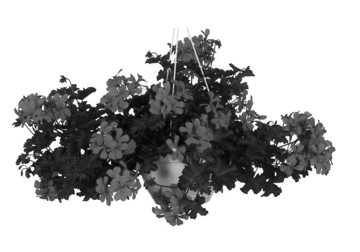 Figure 1 of US plant patent PP20561, the photograph of Figradol Fidorange printed in the patent.