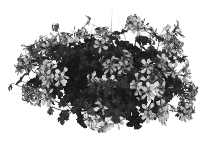Figure 1 of US plant patent PP20562, the photograph of Figradol Pink printed in the patent.