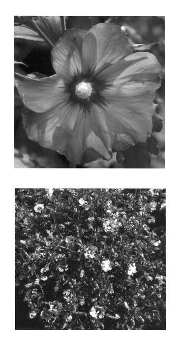 Figure 1 of US plant patent PP20563, the photograph of DVPazurri printed in the patent.