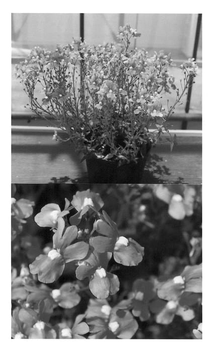 Figure 1 of US plant patent PP20564, the photograph of GG Pink printed in the patent.