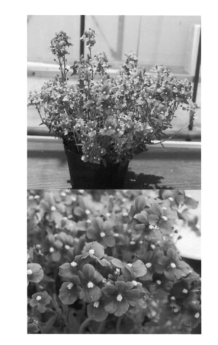 Figure 1 of US plant patent PP20565, the photograph of GG Blue printed in the patent.