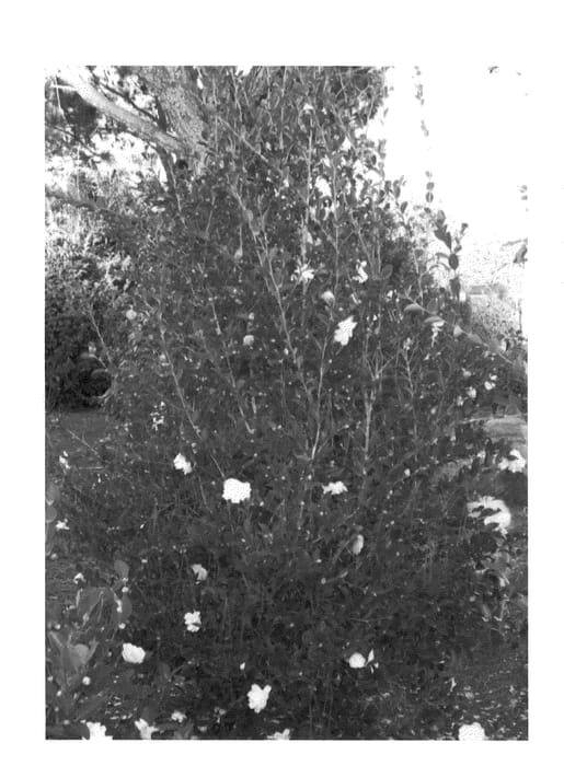 Figure 1 of US plant patent PP20566, the photograph of Green 97-039 printed in the patent.
