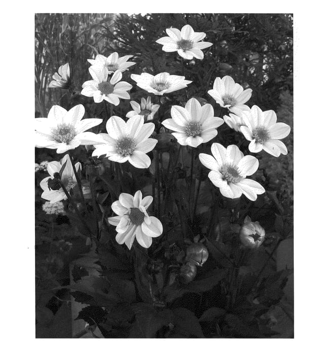 Figure 1 of US plant patent PP20567, the photograph of HS Princess printed in the patent.