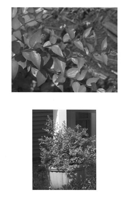 Figure 1 of US plant patent PP20568, the photograph of Rika 1 printed in the patent.