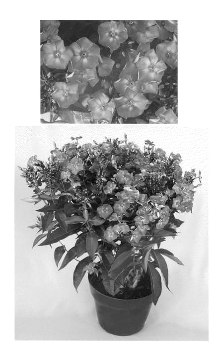 Figure 1 of US plant patent PP20569, the photograph of Ditostem printed in the patent.