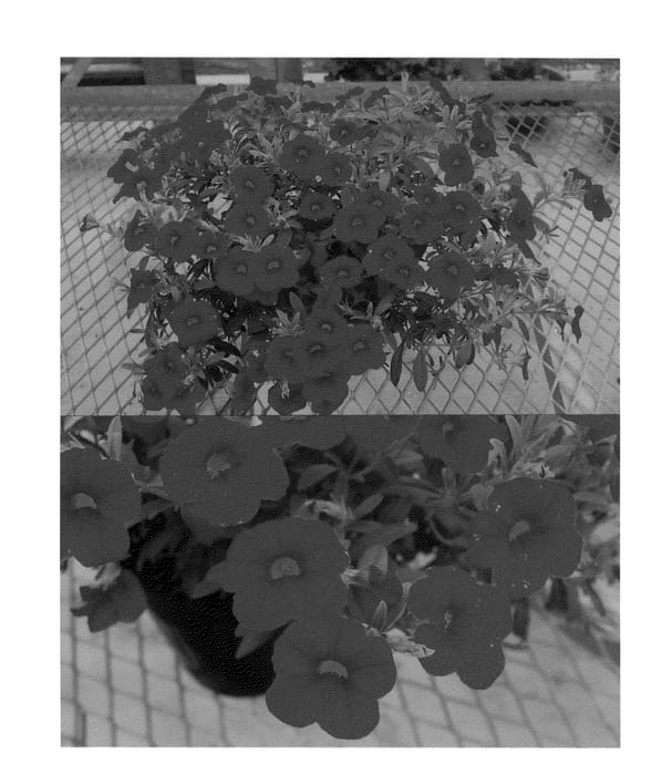 Figure 1 of US plant patent PP20570, the photograph of Sunbelpapure printed in the patent.