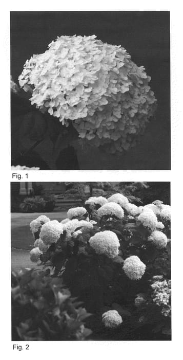 Figure 1 of US plant patent PP20571, the photograph of Abetwo printed in the patent.