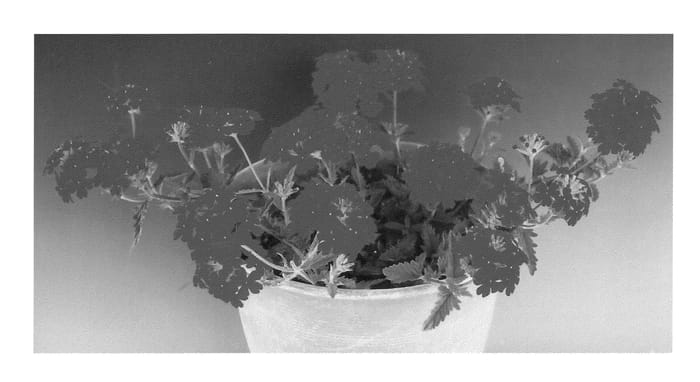 Figure 1 of US plant patent PP20572, the photograph of Sunmarikaisu printed in the patent.